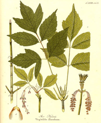 A watercolour drawing of Manitoba Maple leaves and seeds