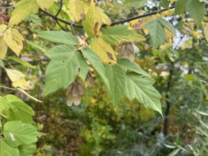 Green and Yellow Fall Manitoba Maple leaves and seeds.