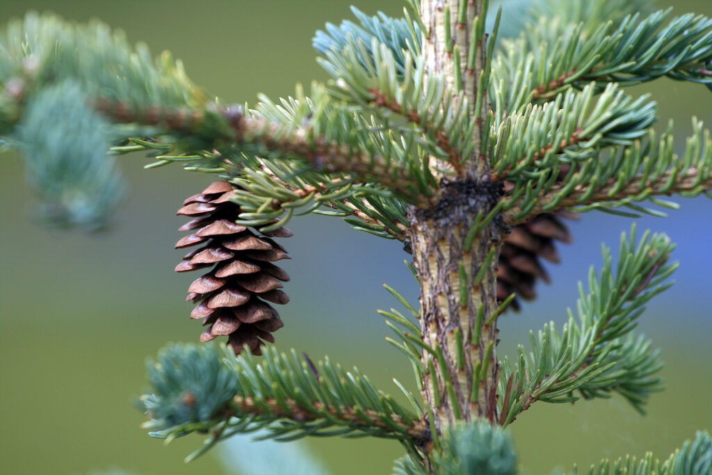 Zoomed in image of a white spruce branch showing a mature cone and bluish-green needles.